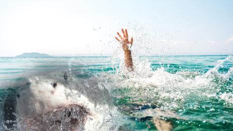 акула нападение