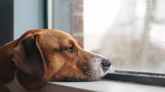 Защо кучетата спят повече, когато навън вали