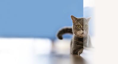 котка у дома