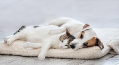 котка и куче