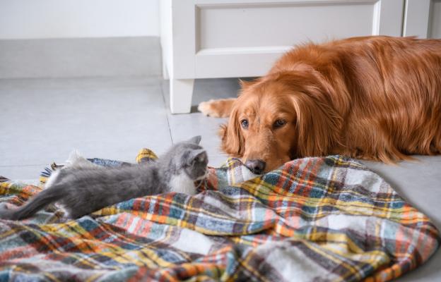 котка и куче