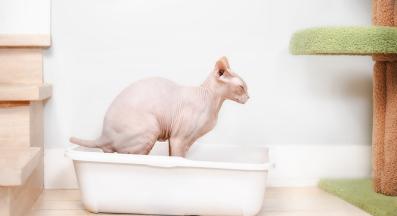 котка и тоалетна