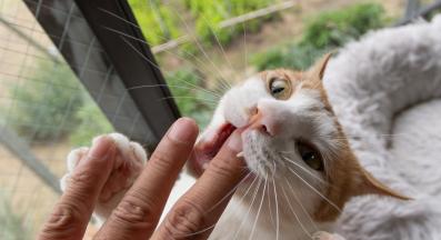 котка хапе пръсти