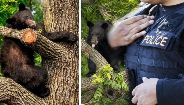 W - ПУХКАВ БЕГЛЕЦ: Мечка в гонка с ченгета, едва не предизвика меле (ВИДЕО)