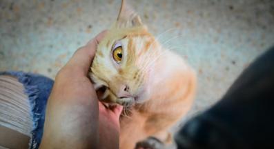 котка в близък план