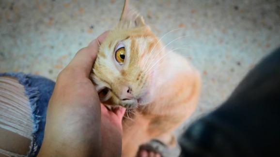 котка в близък план