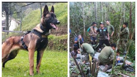 куче Уилсън деца джунгла