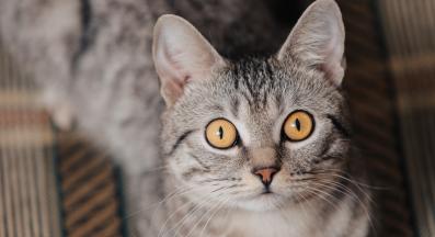 котка гледа втренчено