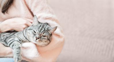 котка у дома