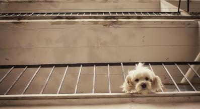 куче балкон