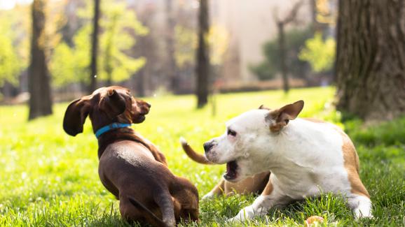 11 най-често срещани причини за агресия при кучета