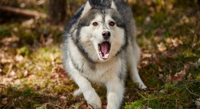 куче агресия