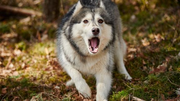 куче агресия