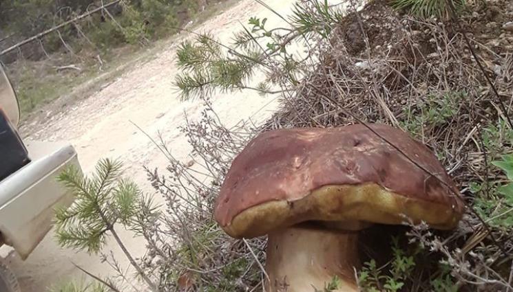 Манатарка - Агро Телеграф: Цените на гъбите се сринаха