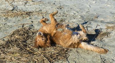 куче се въргаля