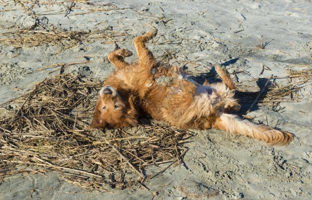 куче се въргаля