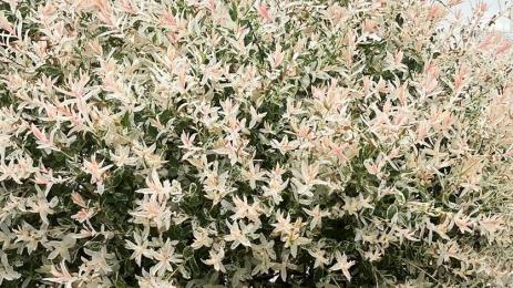 Японска върба