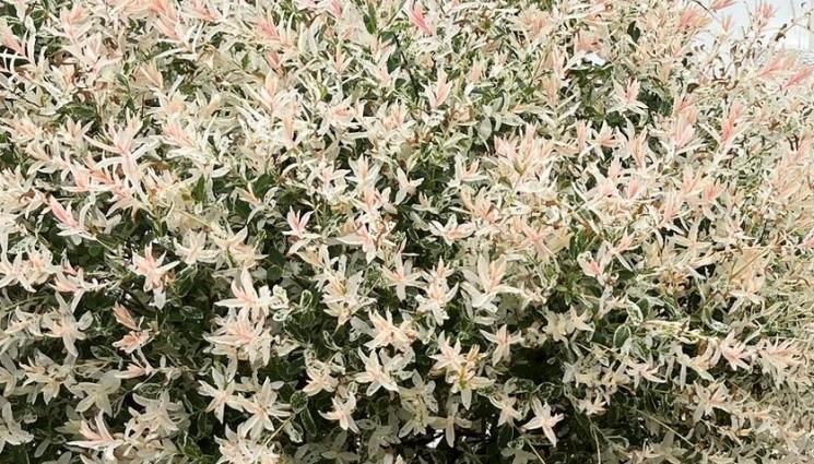 Японска върба - Агро Телеграф: Японската върба е розовият облак в градината