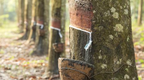 каучукови дървета