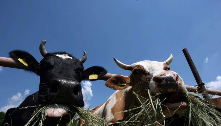 крави - Агро Телеграф: Франция коли крави, за да намали метана