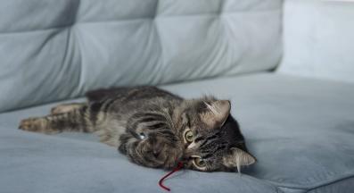 малко коте играе