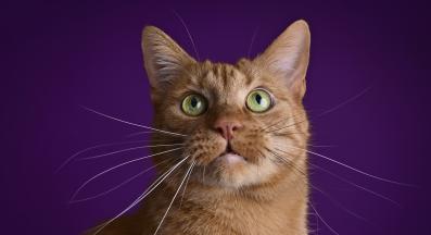 котка в близък план