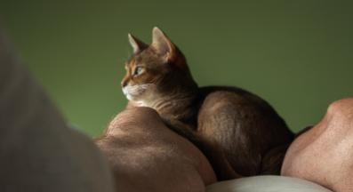 котка спи между крака на собственика