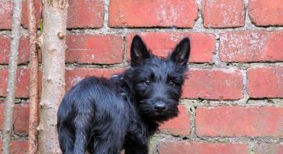 куче задни части