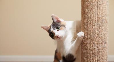 котка драска