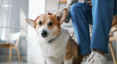 куче ветеринарен лекар