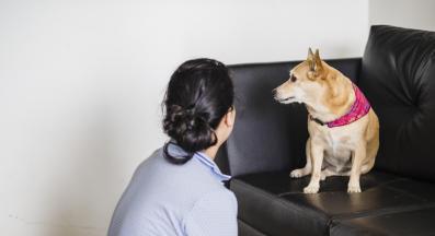 куче стопанин