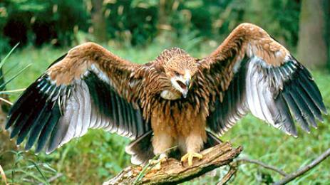 царски орел