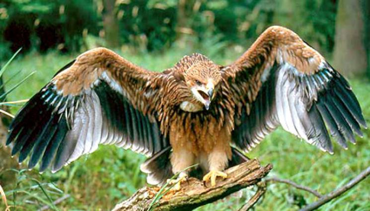 царски орел - Нищят смъртта на царски орел