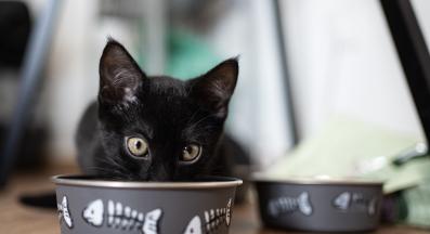 малко коте се храни