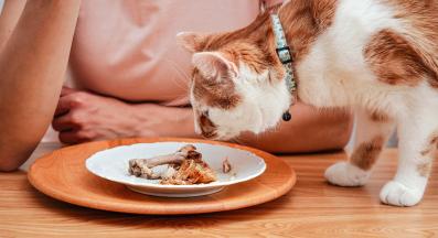 котка яде пилешка кост