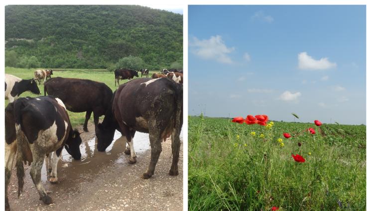 крави - Фермери кандидатстват за 1,6 млрд. лв. помощи