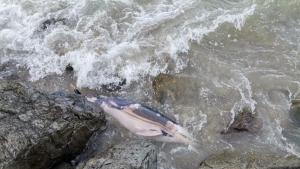 Откриха мъртъв делфин в морето край Поморие съобщиха от Изпълнителна