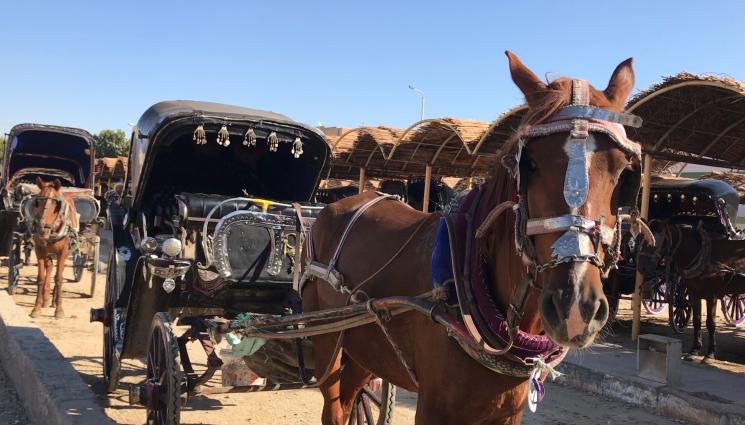 каруца - Каруцар премаза мъж на пешеходна