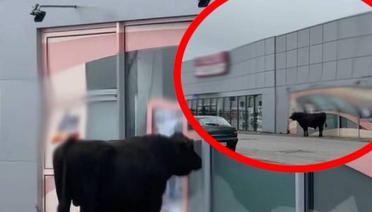 бик - ИЗПУСНА ПРОМОЦИЯТА: Бик поиска да си напазарува козметика, не го пуснаха (ВИДЕО)