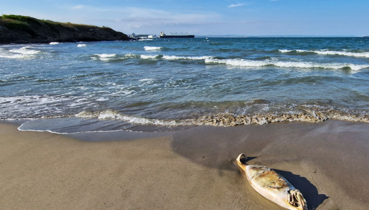 делфини - Морето изхвърли мъртъв делфин