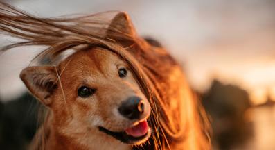 куче собственик