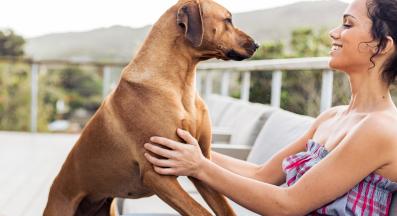 куче собственик