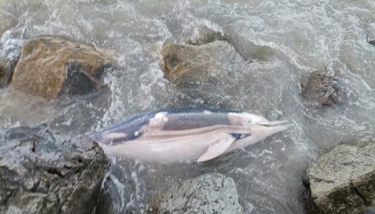 делфин - ЗЛОВЕЩО: Втори мъртъв делфин изплува от морето, стресна летуващи!