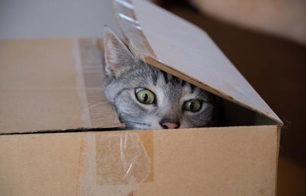 котка и картонена кутия