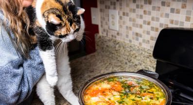 котка в кухня