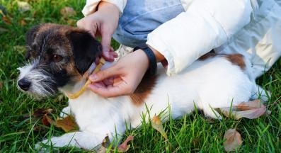 куче кърлеж