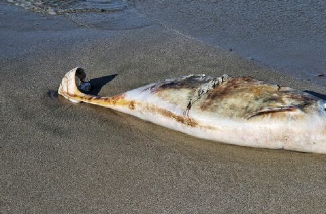 Мъртъв делфин е изхвърлен от морето на брега на плаж