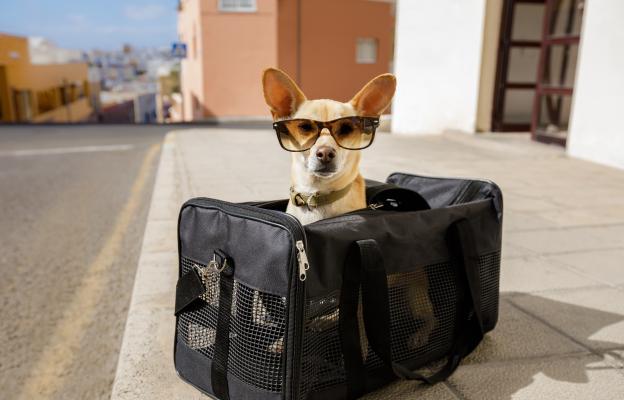 куче пътуване