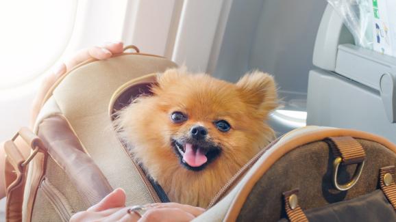 10 породи кучета за хора, които пътуват често