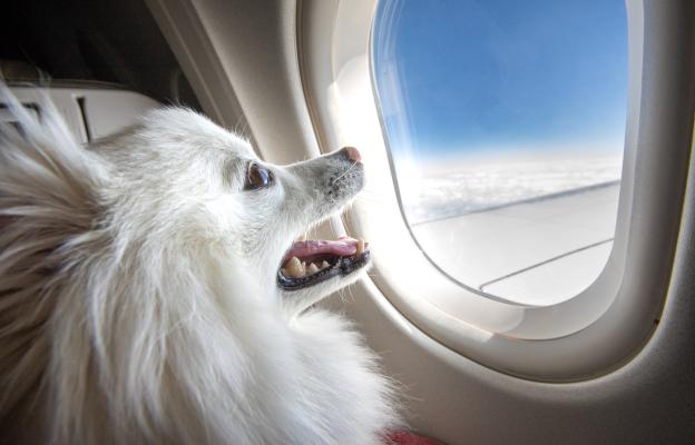 куче пътуване